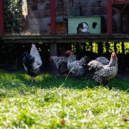 Σπίτι διακοπών Anchorage Darss Modern Retreat